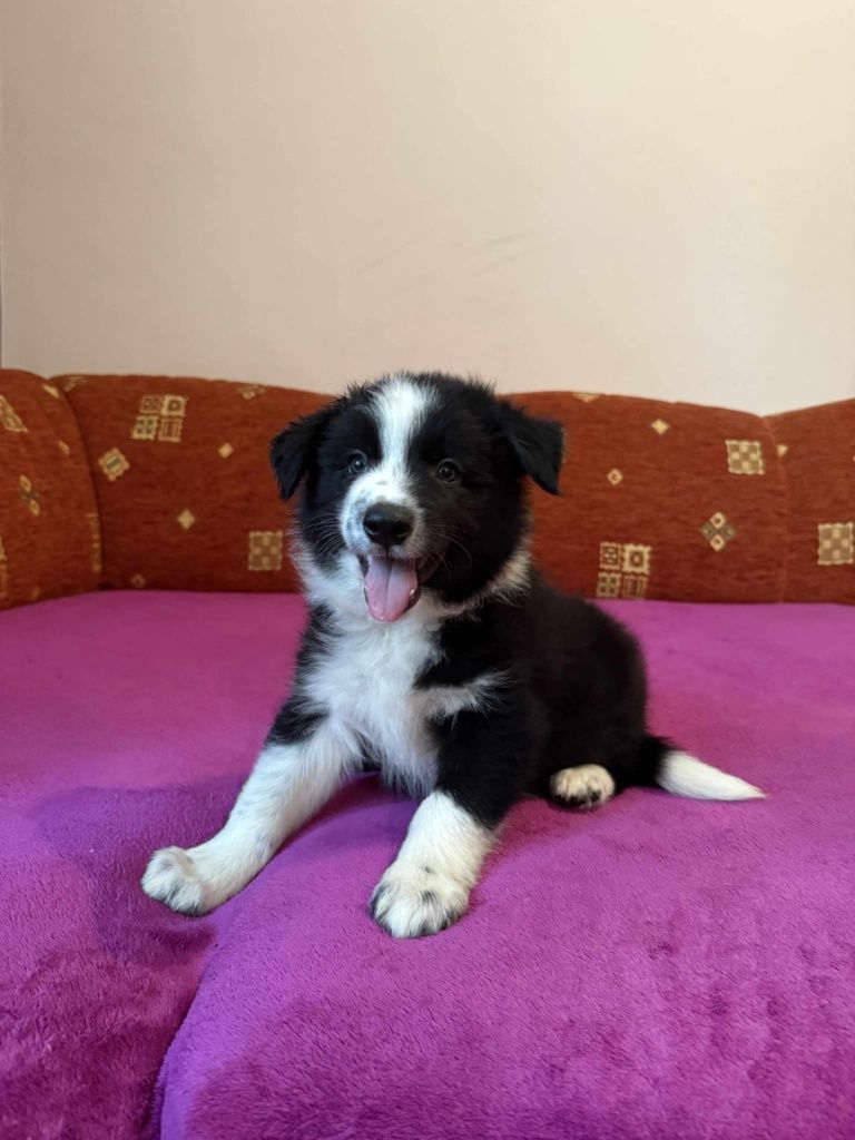 Uroczy piesek Border Collie