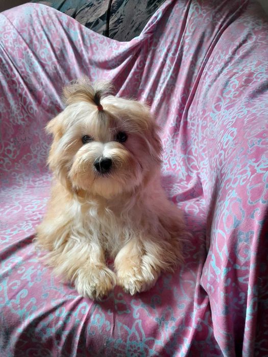 Ocean Pearl Yorkshire terrier ZHPR suczka KLARA
