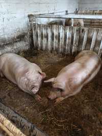 Продається дві свинки живою вагою!!!