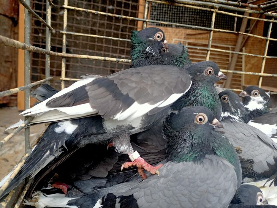 Murzyny czubate 9szt churtem taniej