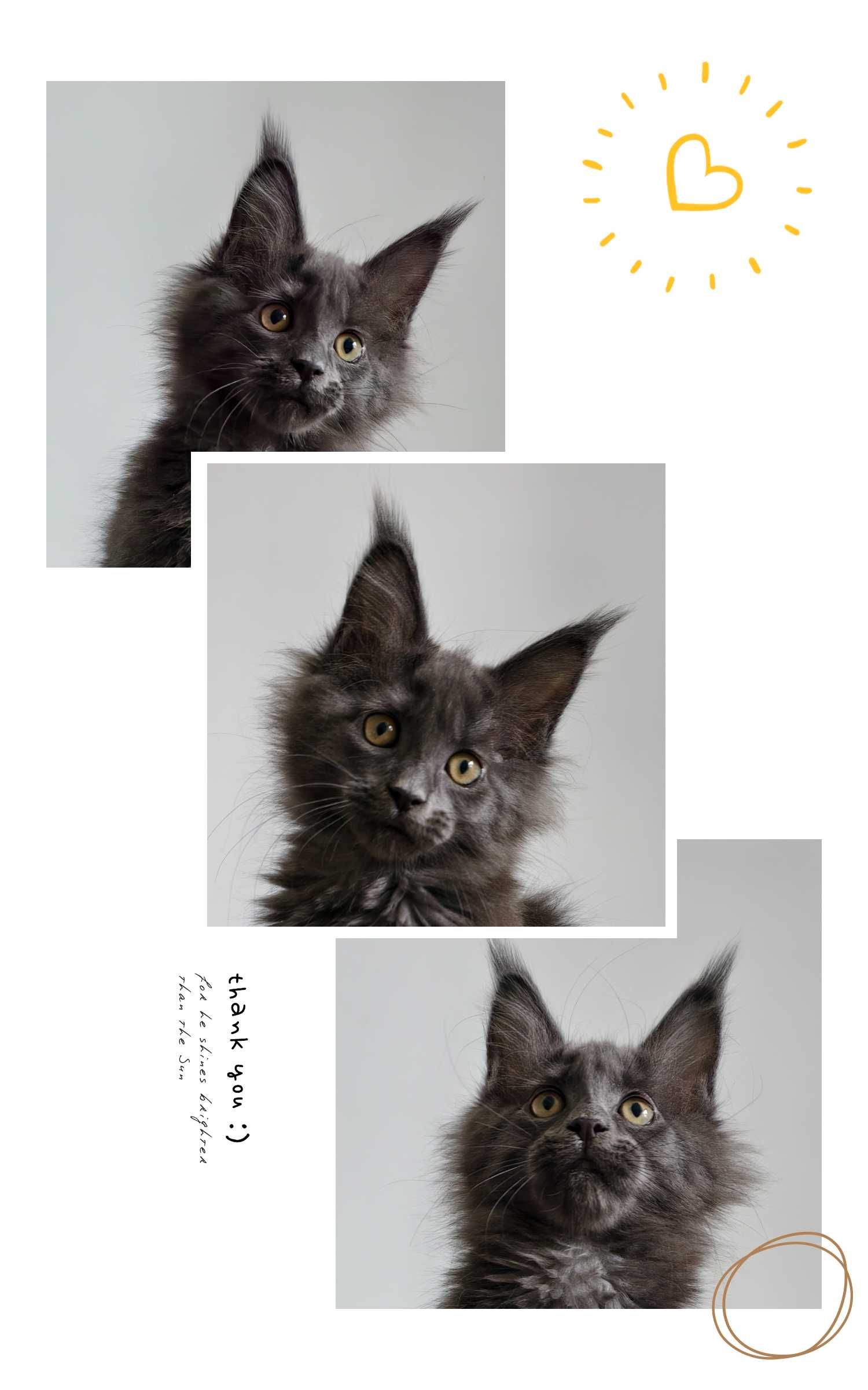Maine Coon cudne kocieta