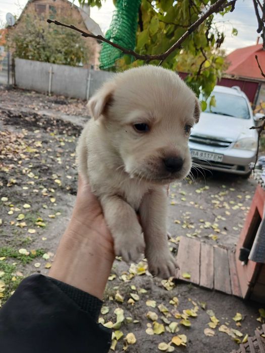 Віддам у добрі руки цуценята