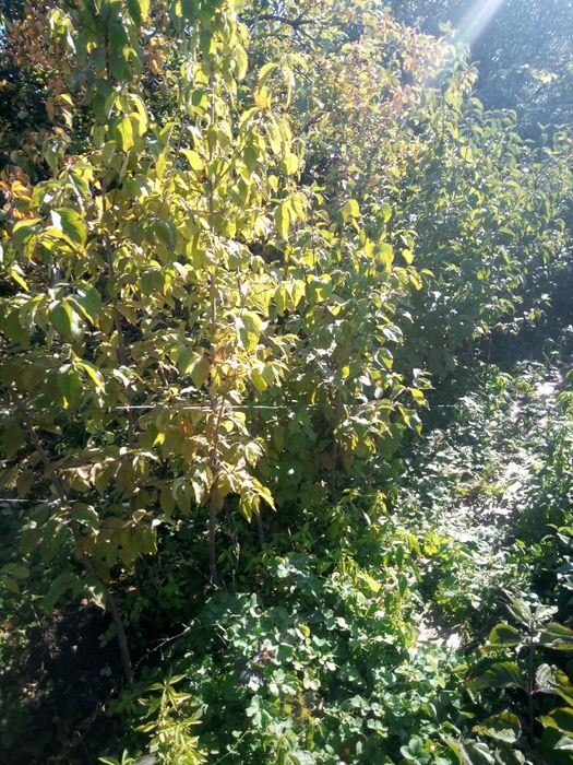 Саженцы кизила привитые 5-ти летки