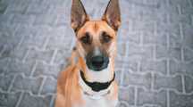 Diego na cito do adopcji z domu tymczasowego
