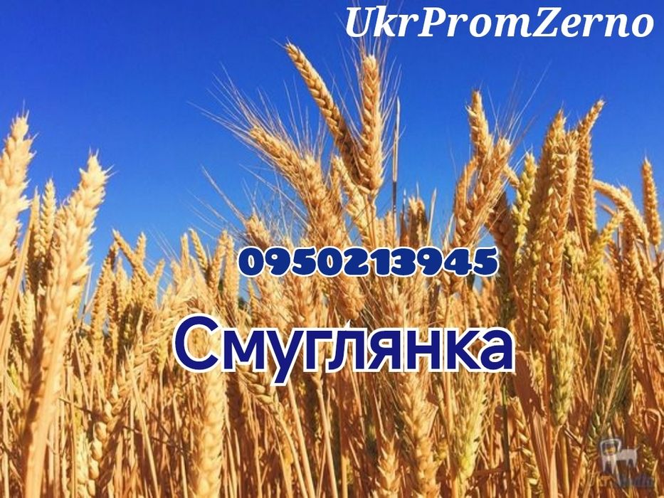 Пшениця посівная Смуглянка