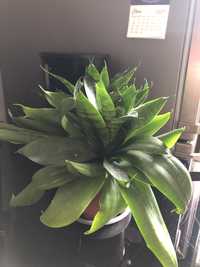 Сансевиєрія карликова (Sansevieria Hahnii )