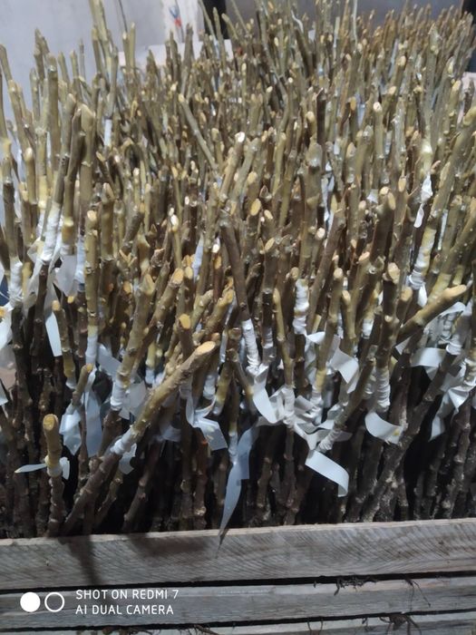 Окуліровка.Саджанці.Сажинці.Прививка.Під замовлення