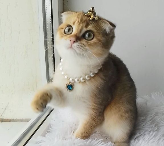 Золота шиншилла, чарівна муркотушечка