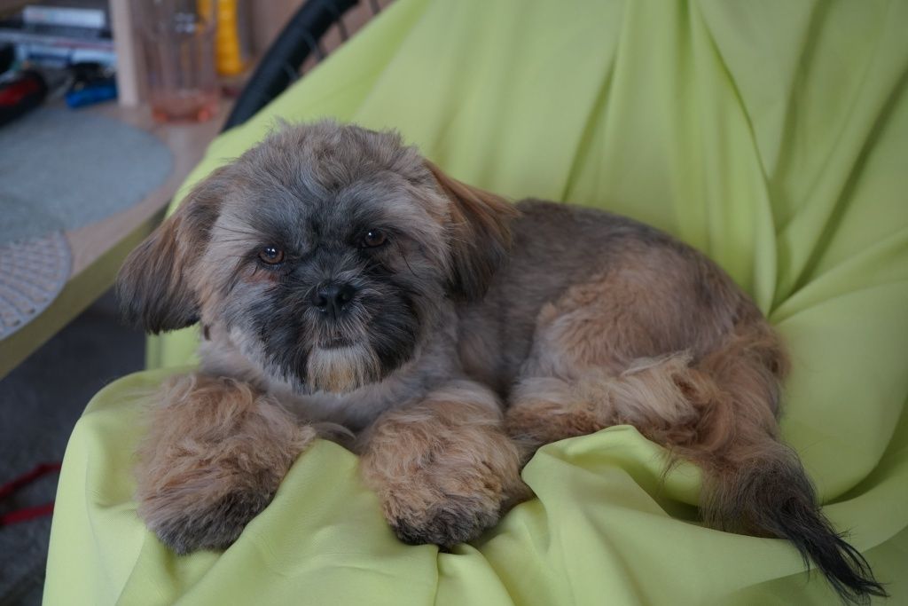 Shih-Tzu od zootechnika  i behawiorysty DNA