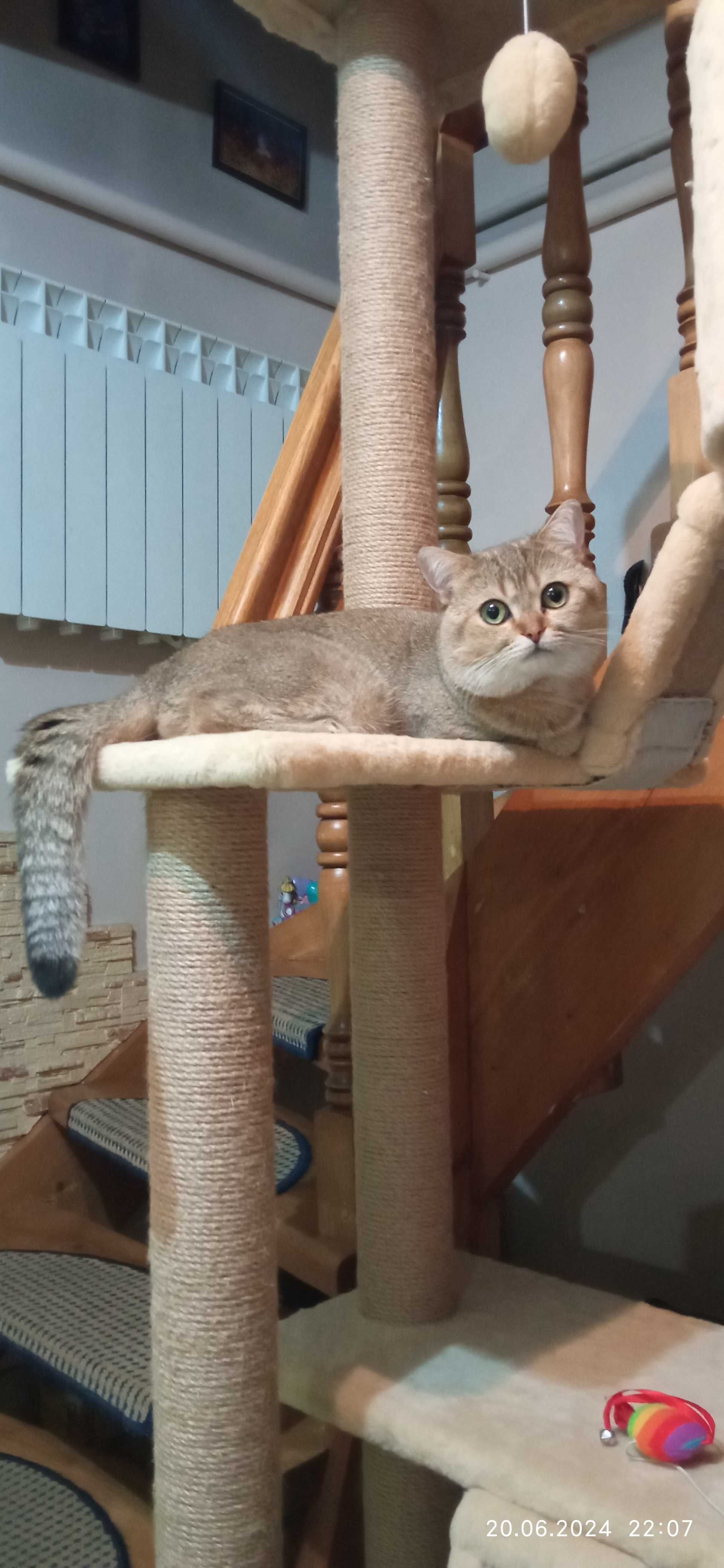 В'язка, Шотландський котик.