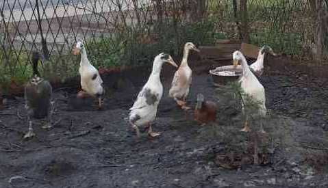 Gąska Kubańska, Indor Staropolski, KACZKI Biegus, ostatnie z 2025r