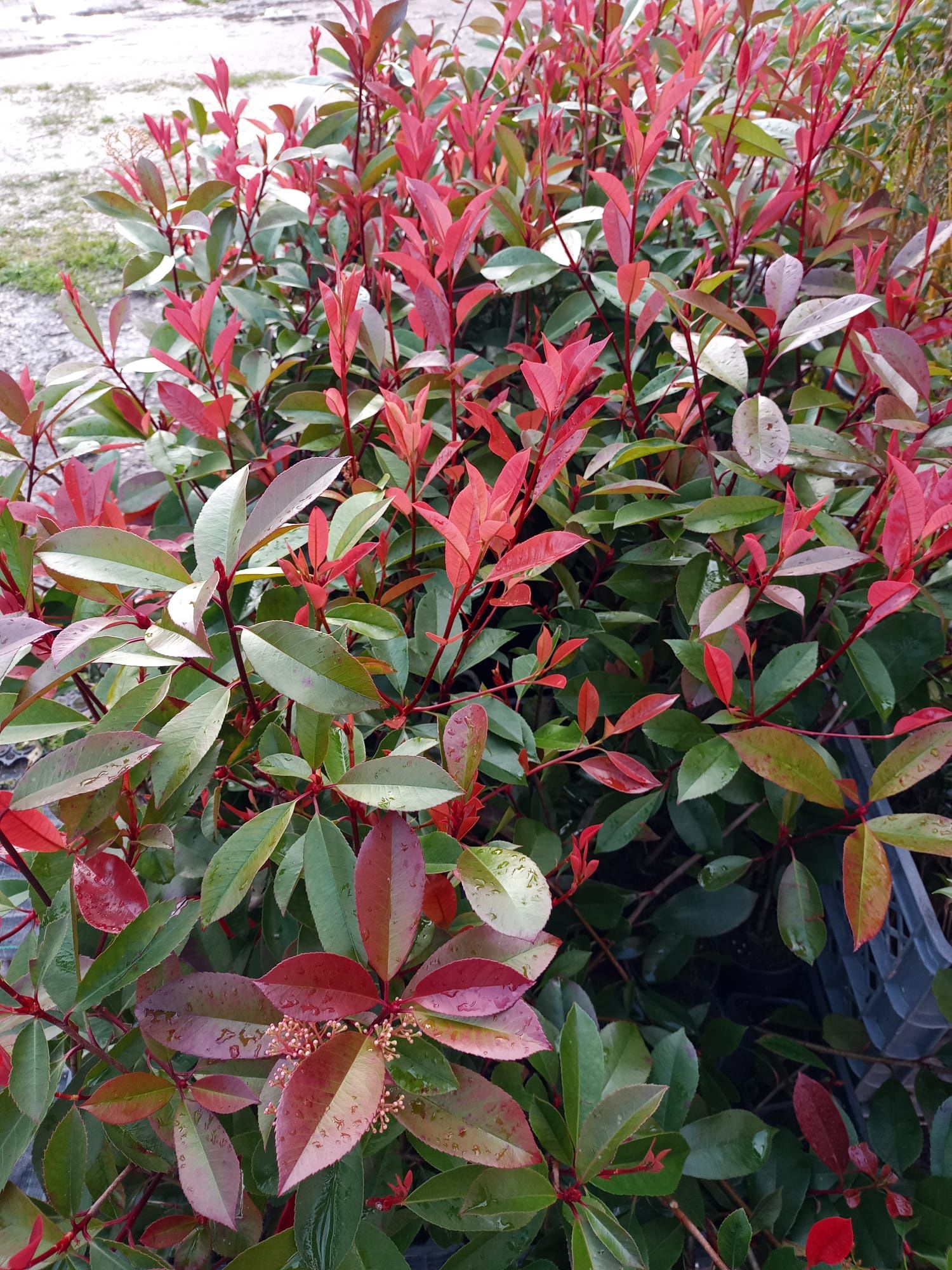 Fotinias , carre rouge