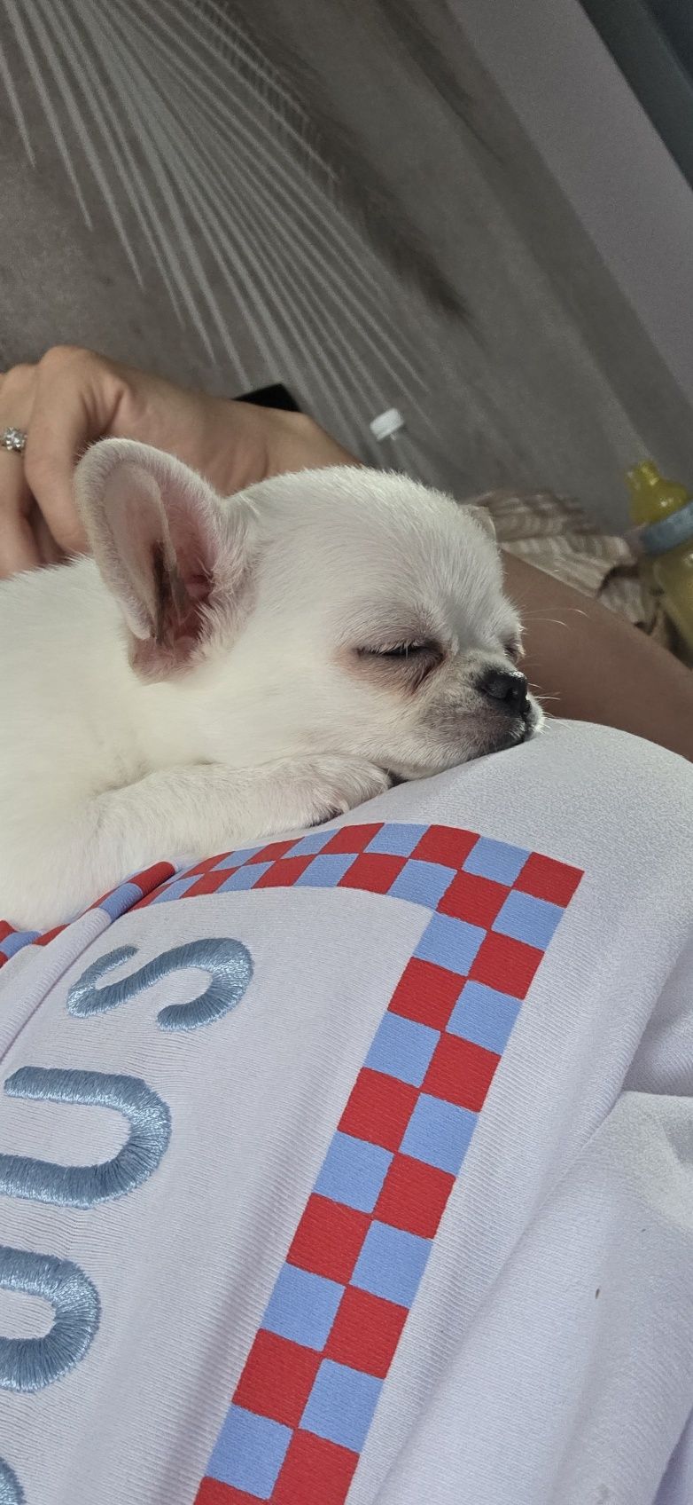 Chihuahua chłopiec  mini fci