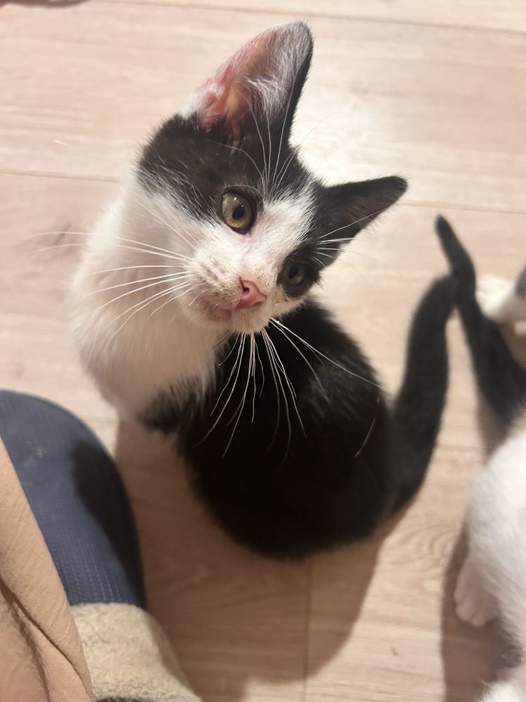 Kochany misio do adopcji