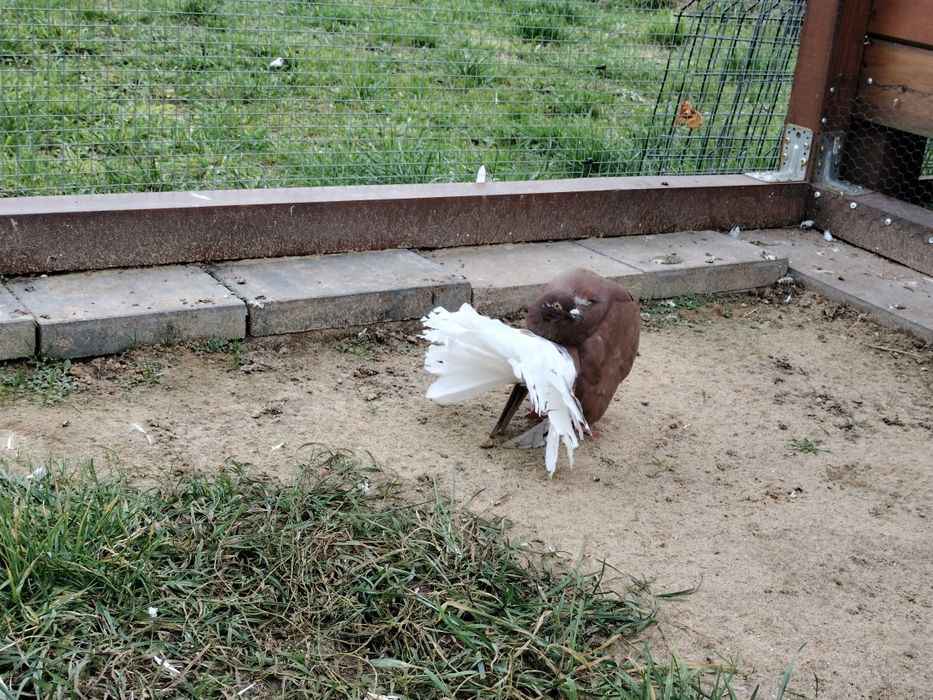 Gołębie ozdobne pawiki/pawik Biały ogon