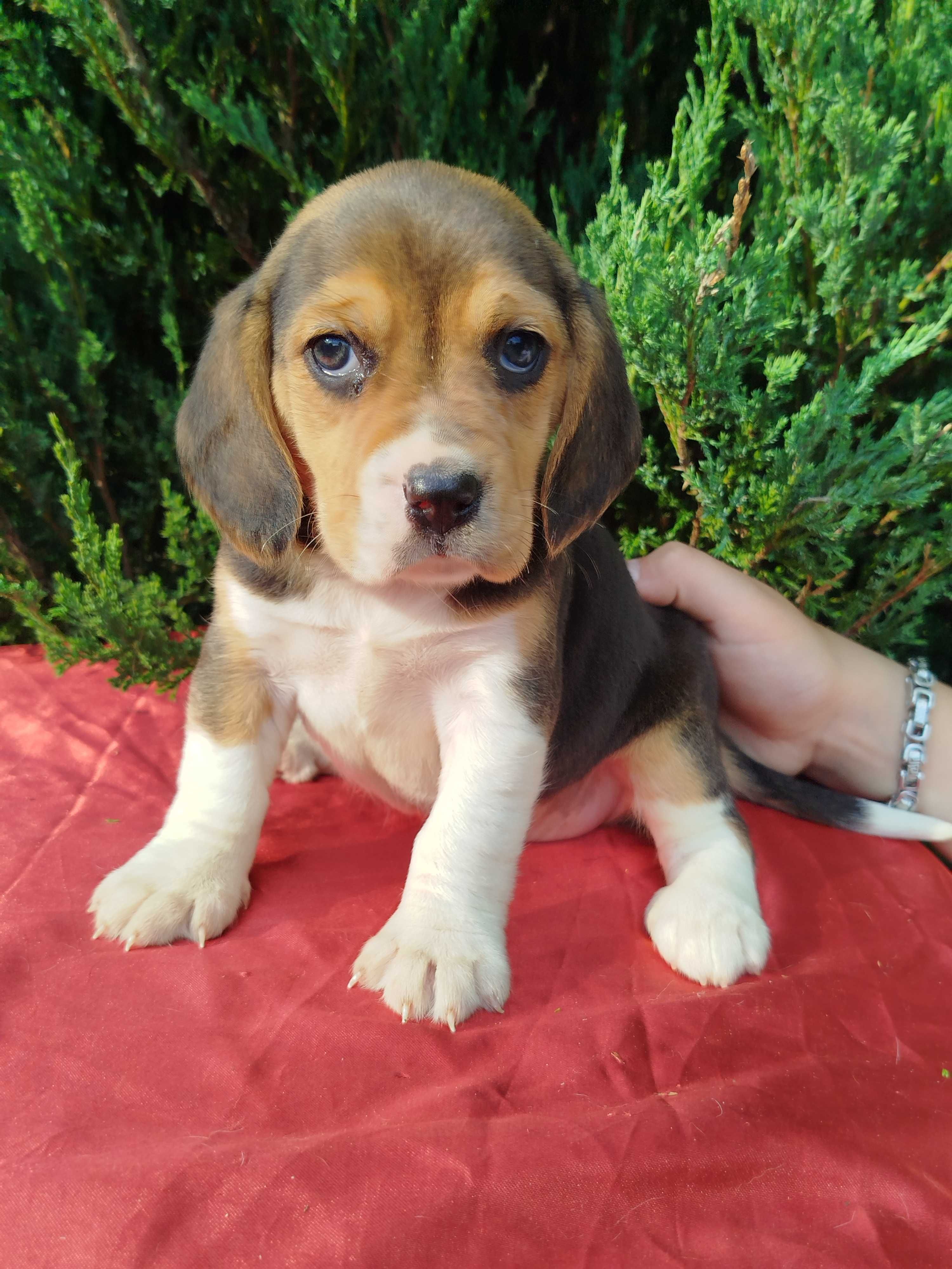 Beagle szczenie tel.-5.7.5.3.0.2.0.3.9.
