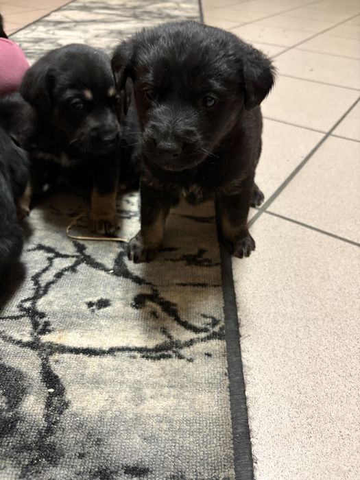 Oddam w dobre rece szczeniaki