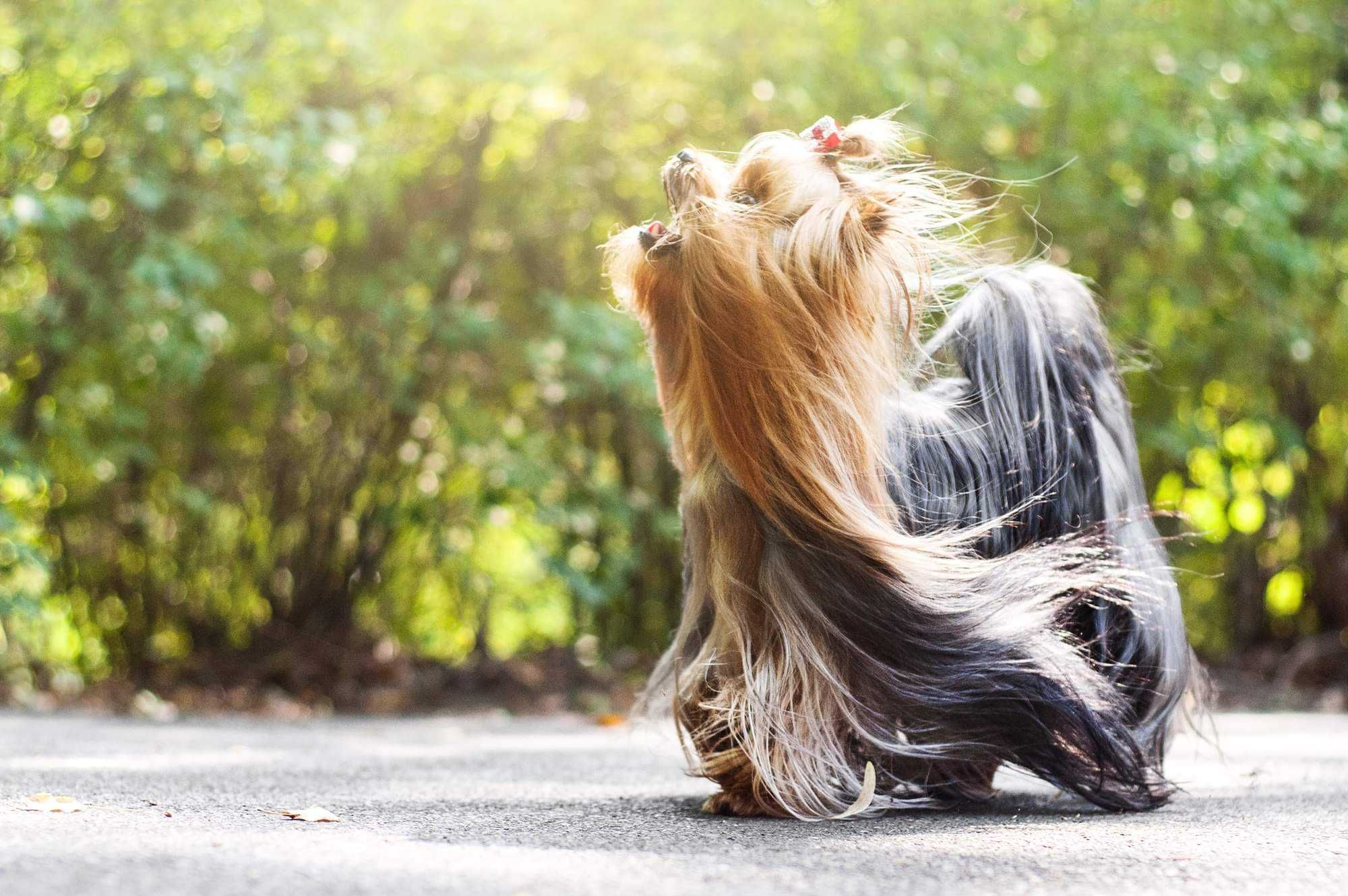York, Yorkshire terrier - ZKwP (FCI) GWARANCJA pochodzenia rasy !