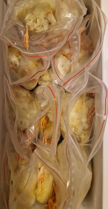 Pisklęta kurze 1 dniowe mrożone do karmienia psów kotów ptaków sów