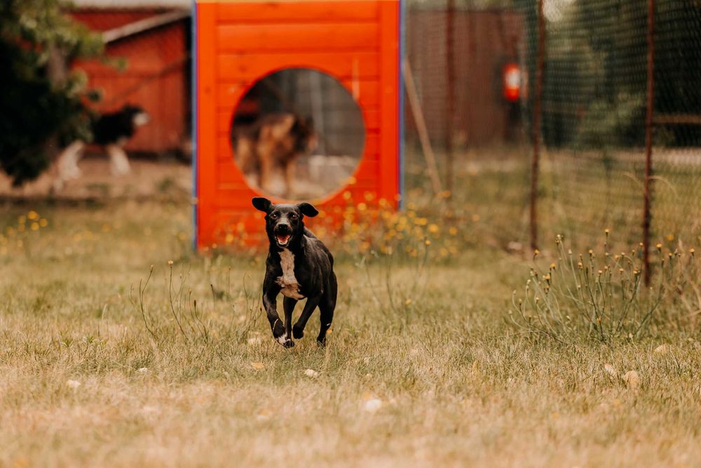 Bajtek - psiak gotowy na nowe przygody u Twojego boku :)