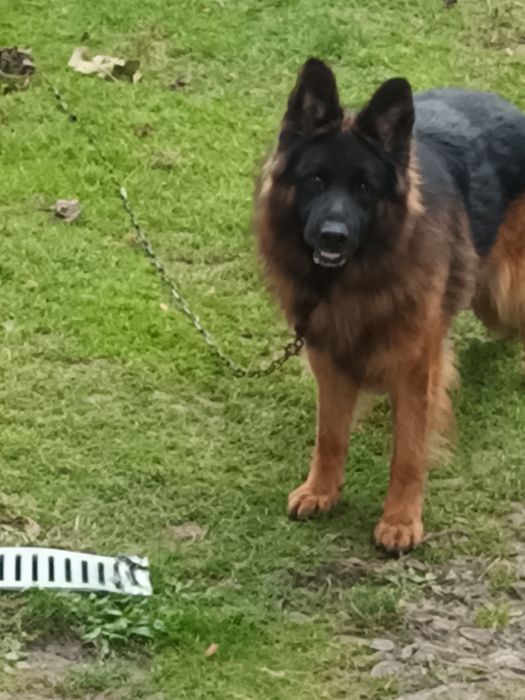 Oddam za darmo owczarka niemieckiego