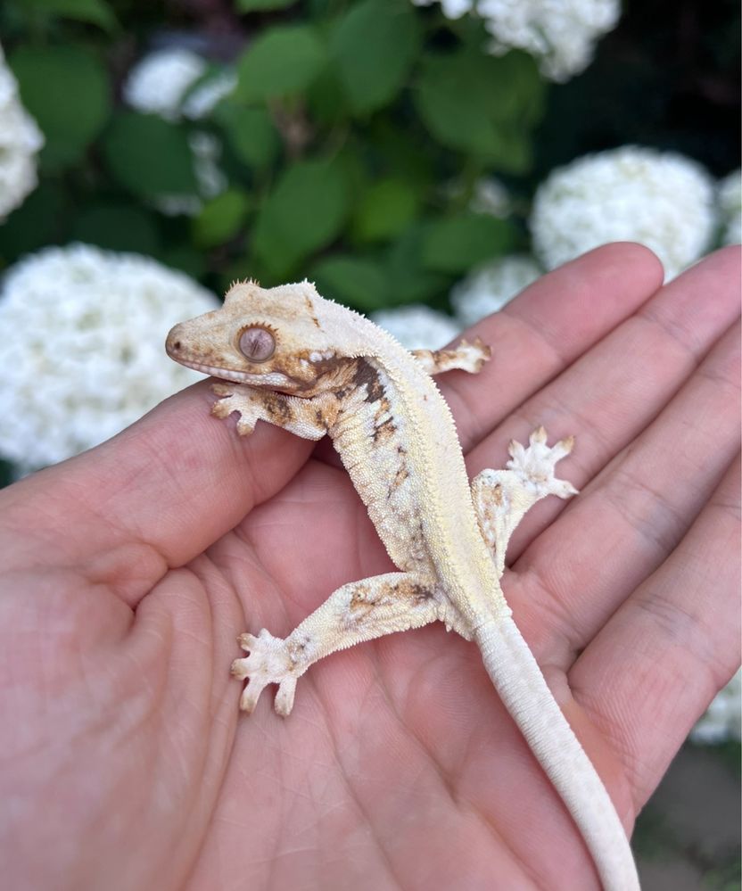 Gekon orzęsiony LILLY WHITE samica