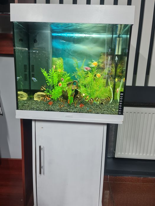 Аквариум JUWEL-120 л, філтьр, нагрівач, кисень( з рибками