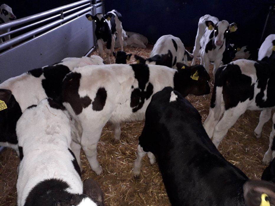 Jałówki HF, RW 50-100kg na krowę, Mięsne byczki jałówki transport