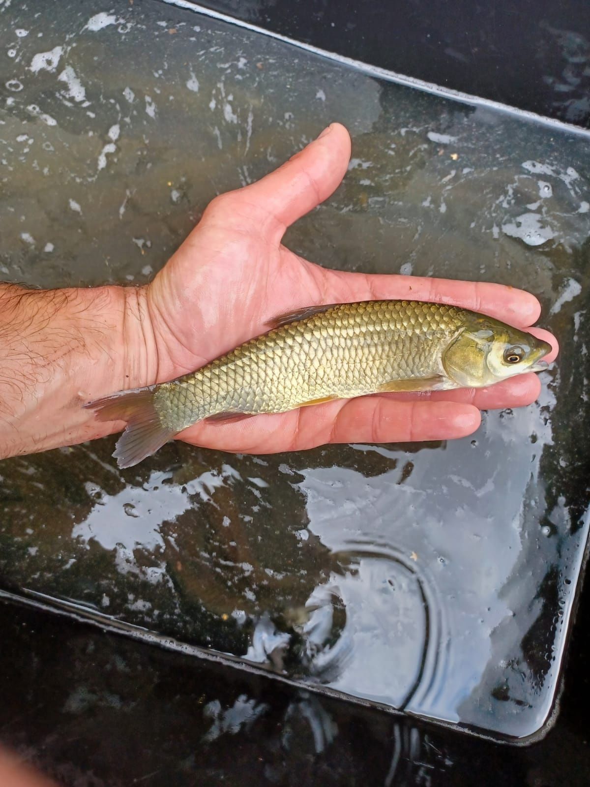Karp narybek kroczek 15-20cm Lin, Jesiotr