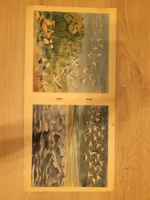 Roman Owidzki Bociany wracają