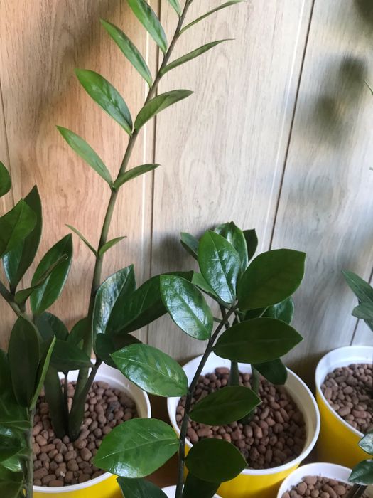 Кімнатні рослини Заміокулькас (8 шт.)