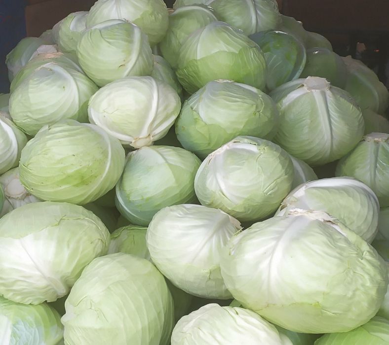 Продам капусту Агресор