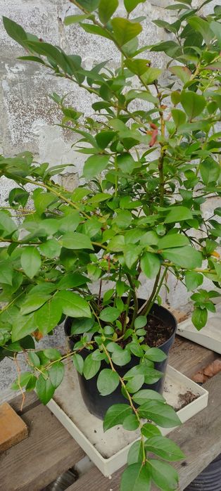 Голубика куст 3-4х лет