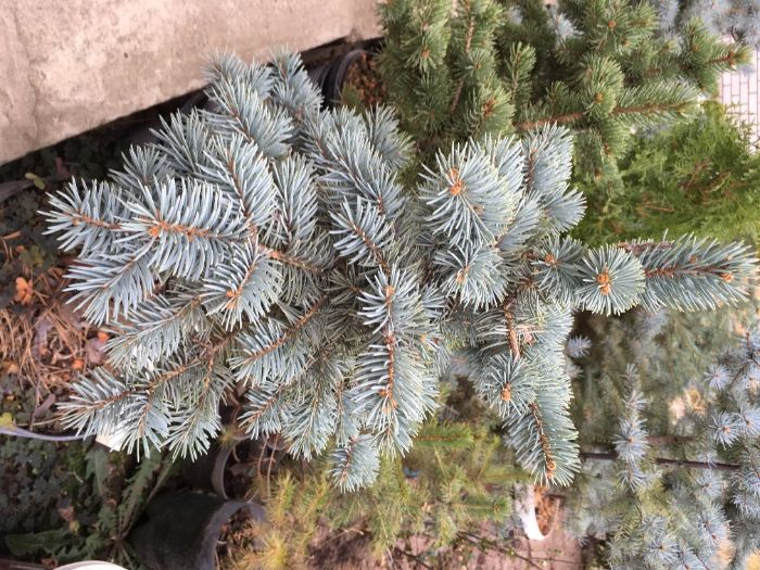 Ель колючая Белобок, 6 лет , 75см - 3800грн (2х летка-750 )фото 5-6