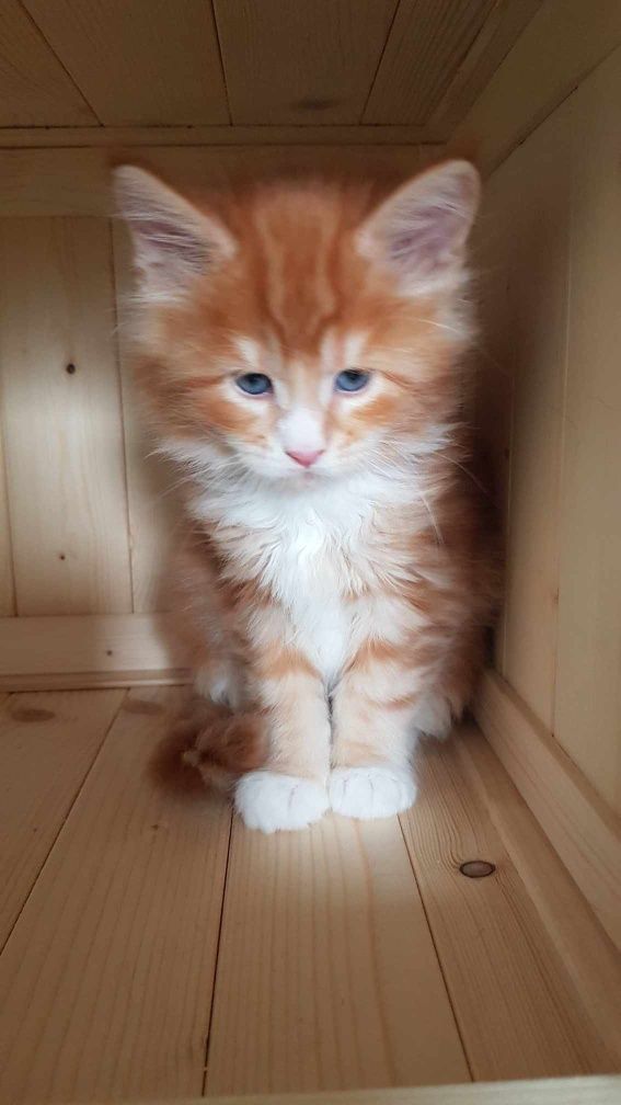 Bursztynowe kociaki Maine Coon