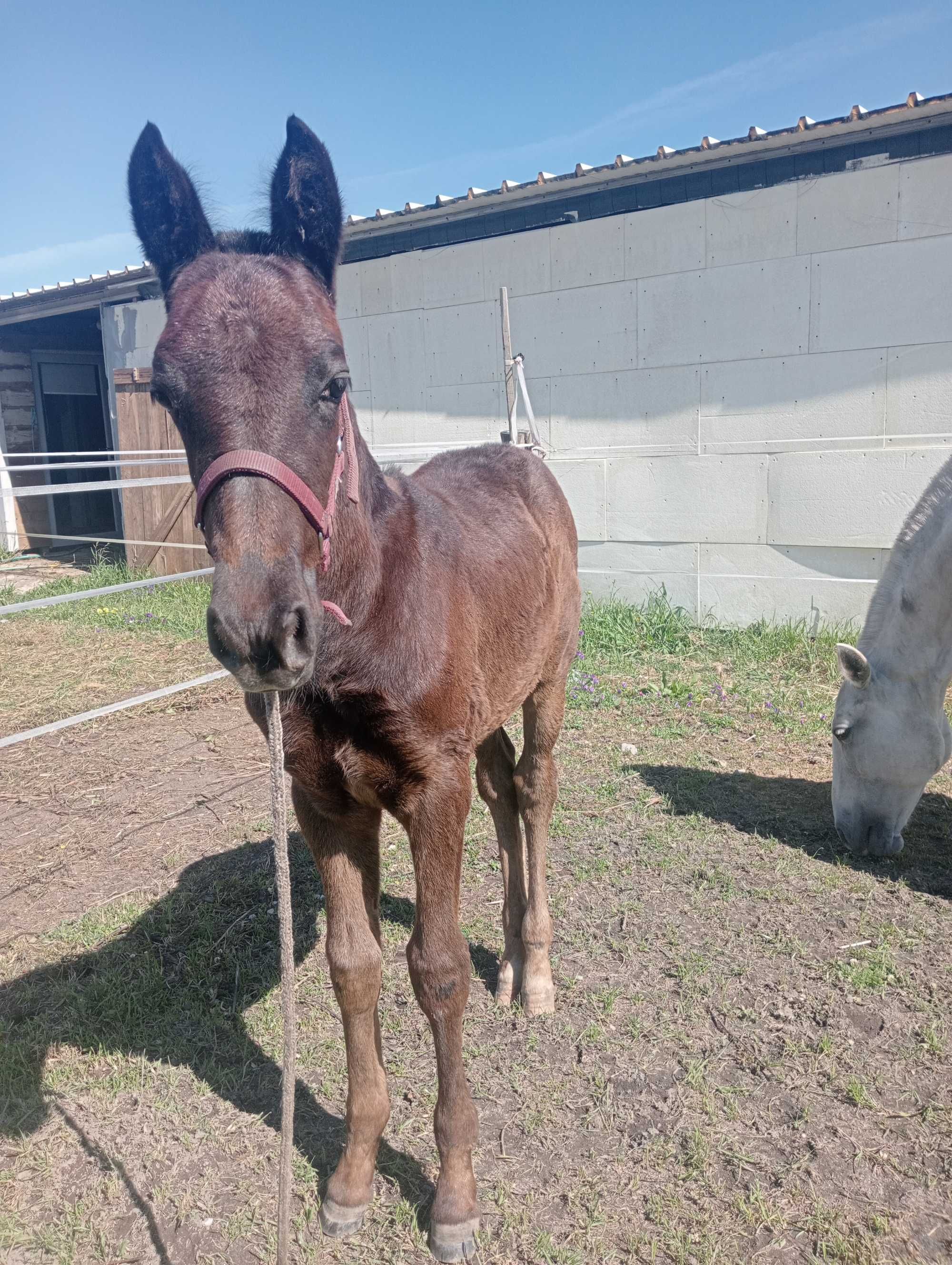 Vendo égua lusitana pontuada com a porta cruzada de 3 meses kwpn