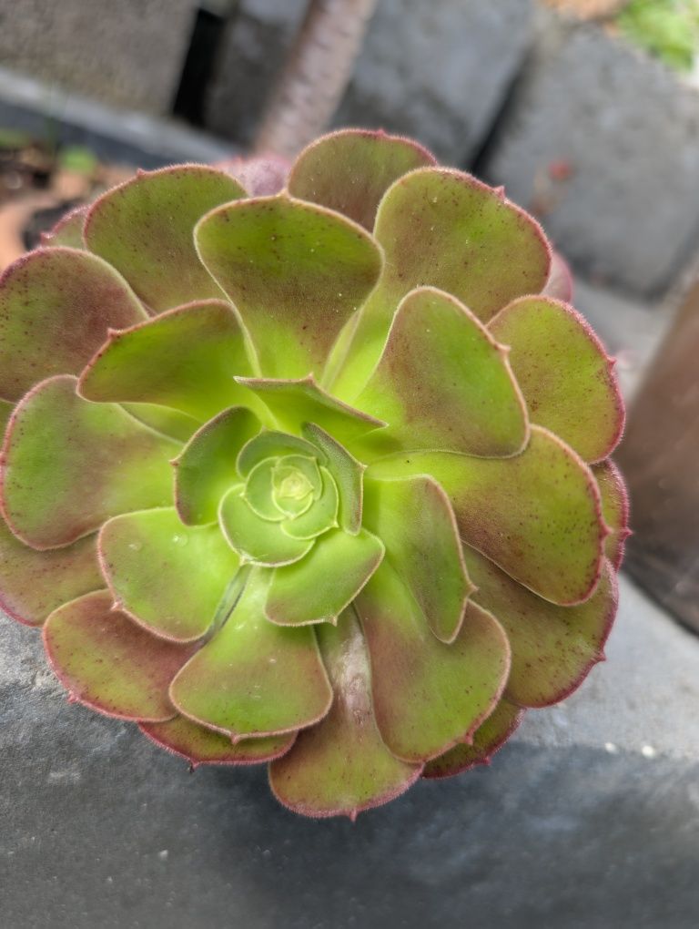 Eonium Schwarzkopf,pojedyńcza rozeta.