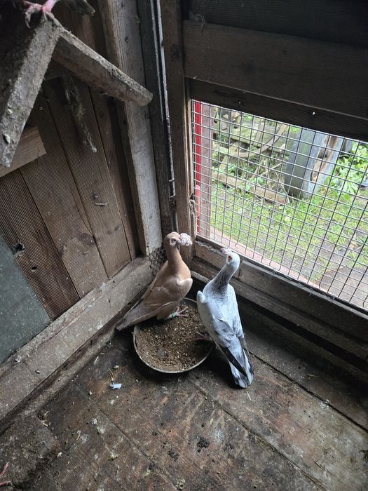 Bagdety Kariery pary