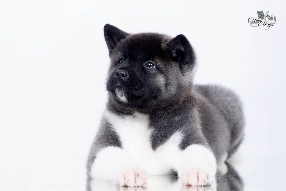 Американська акіта/ американская акита / american akita