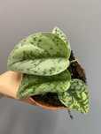Scindapsus Silver Lady kolekcjonerska odmiana