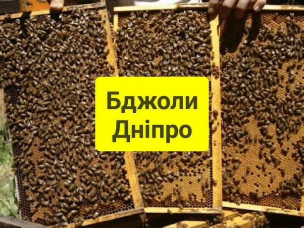 Бджоли. Пакети. Дніпро