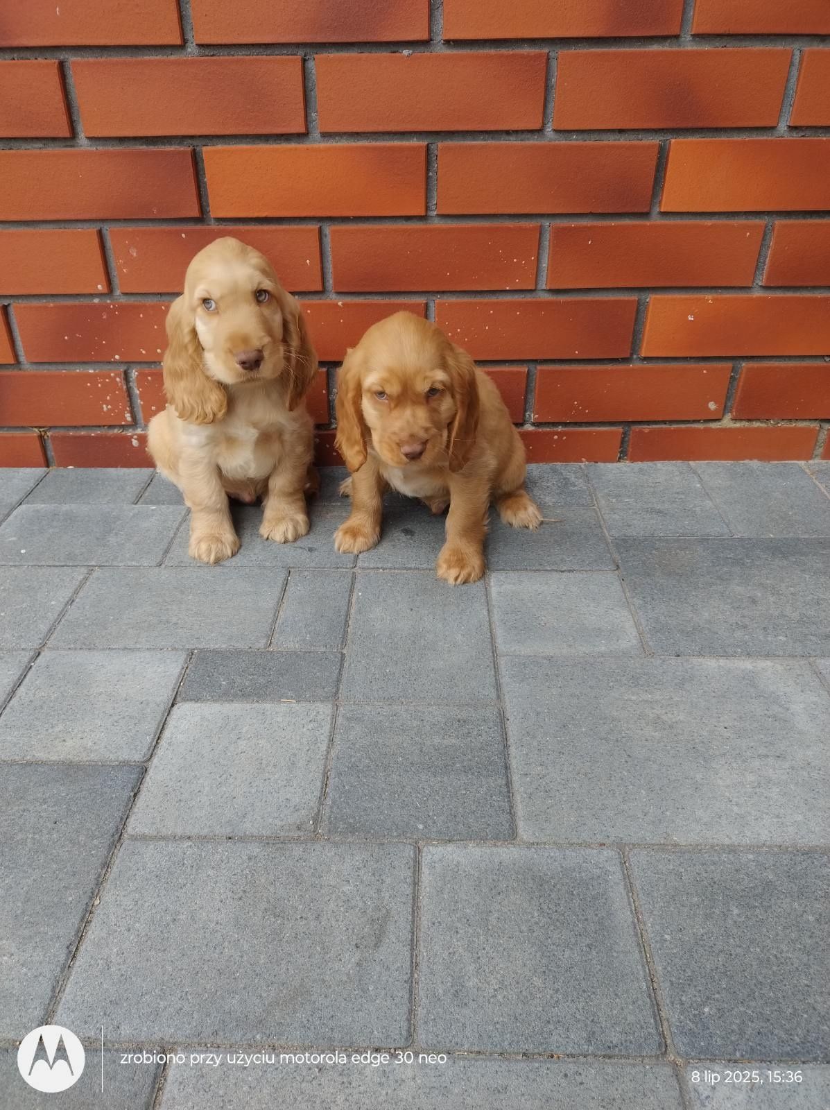 Cocker spaniel angielski piesek