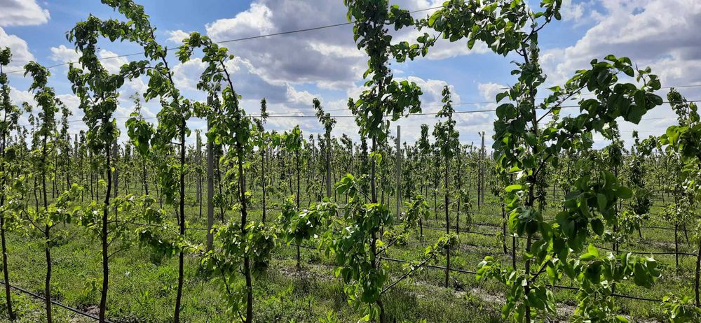 Cтовпчики для садівництва 2,5м, 3м, 3,5 м, 4,5 м, доставка