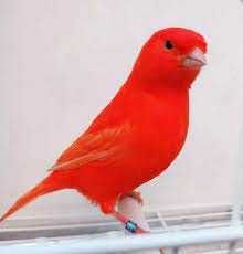 Cantaxantina BASF (corante vermelho para aves)
