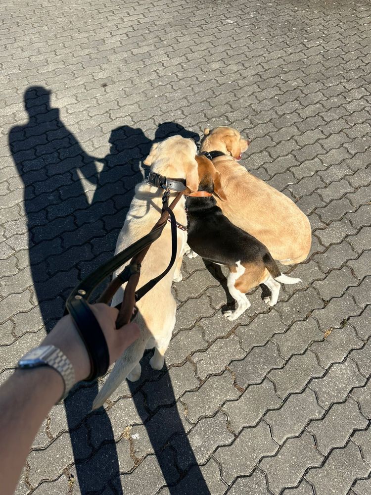 Passear cães | Dog walk | Pet sitting |