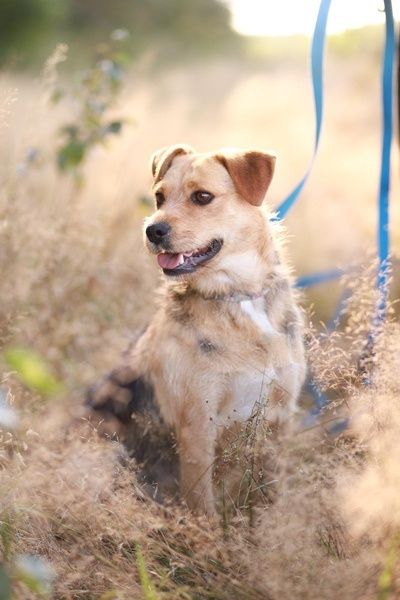 cudowna sunia w typie teriera poleca się do adopcji