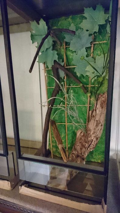 Terrarium 40/40/90 z gekon orzęsiony