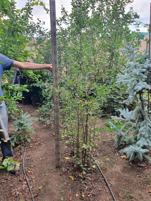 Ирга саженцы 150см с комом 30кг.