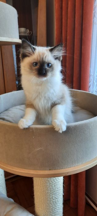 Ragdoll kocurek FPL po Championie