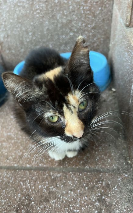 Kotki koty male do adopcji za darmo